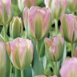 Tulipa ‘Groenland’