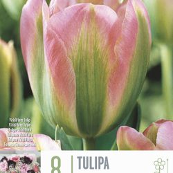 Tulipa ‘Groenland’