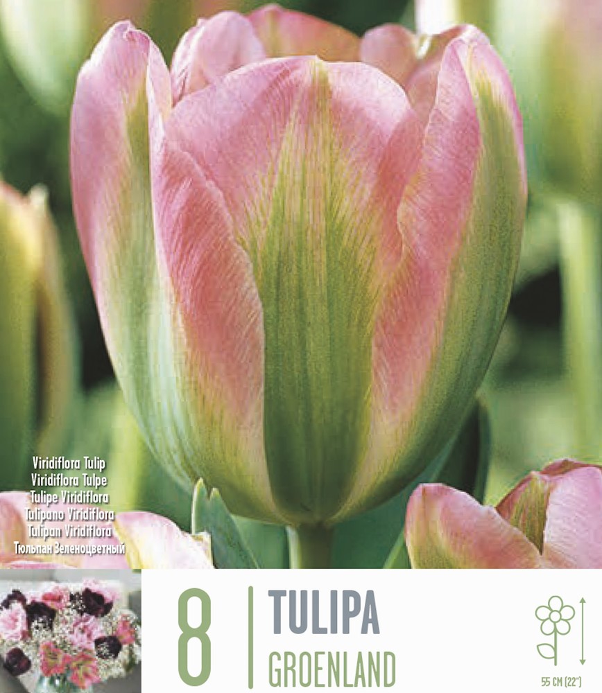 Tulip ‘Greenland’