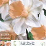 Large Cupped Narcissus
