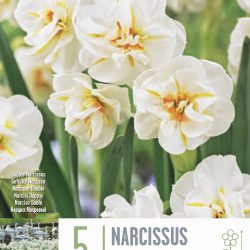 Narcissus ‘Sir Winston Churchill’