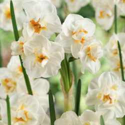 Narcissus ‘Sir Winston Churchill’