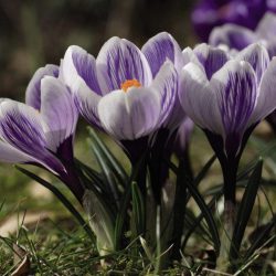 Crocus ‘Pickwick’