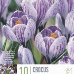 Crocus ‘Pickwick’