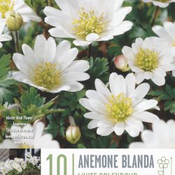 Anemone Blanda White Splendour