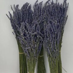 Bunch of Dry Lavender Flowers
