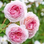 James Galway (Auscrystal) Rose