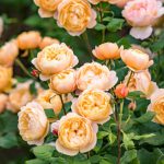 Roald Dahl (Ausowlish) Rose