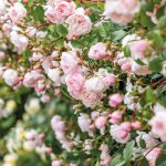 The Generous Gardener (Ausdrawn) Rose