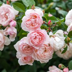 The Generous Gardener (Ausdrawn) Rose