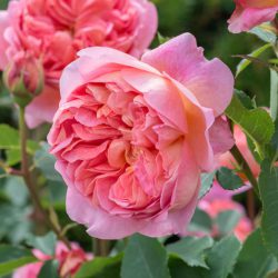Boscobel (Auscousin) Rose