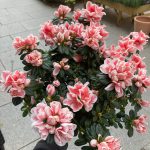 Azalea Bea flowerinG