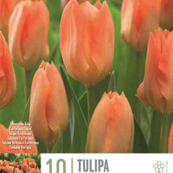 TULIPA ORANGE EMPEROR