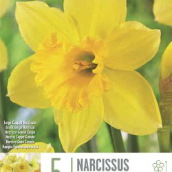 Narcissus ‘Cupped Carlton’