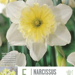 Narcissus ‘Cupped Ice Follies’