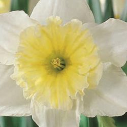 Narcissus ‘Cupped Ice Follies’