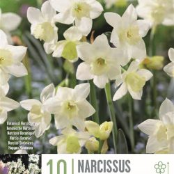 Narcissus ‘Botanical Pueblo’