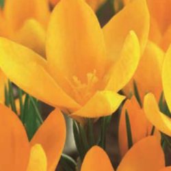 Crocus ‘Yellow Mammoth’