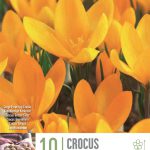 Crocus ‘Yellow Mammoth’