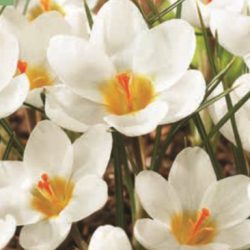 Crocus ‘Ard Schenk’