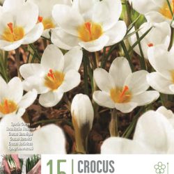 Crocus ‘Ard Schenk’