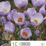 Crocus ‘Blue Marlin’