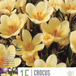 Crocus ‘Romance’