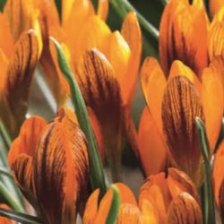 Crocus ‘Orange Monarch’