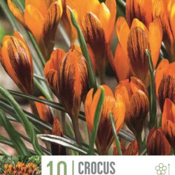 Crocus ‘Orange Monarch’