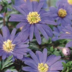 Anemone blanda ‘Blue Shades’