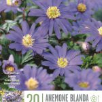 Anemone blanda ‘Blue Shades’