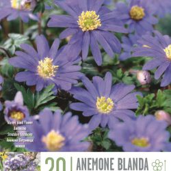 Anemone blanda ‘Blue Shades’