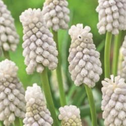 Muscari ‘Siberian Tiger’