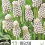 Muscari ‘Siberian Tiger’