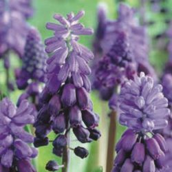 Muscari ‘Latifolium’