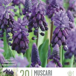 Muscari ‘Latifolium’