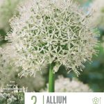 Allium ‘Mount Everest’