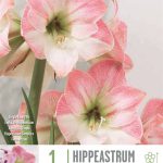 Hippeastrum ‘Apple Blossom’