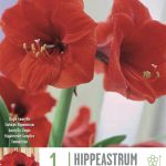 Hippeastrum ‘Red Lion’