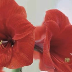 Hippeastrum ‘Red Lion’