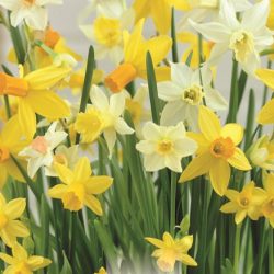 PROMO NARCISSUS BOTANICAL MIXED COLOURS