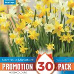 PROMO NARCISSUS BOTANICAL MIXED COLOURS