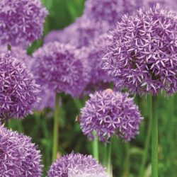 PROMO ALLIUM PURPLE SENSATION