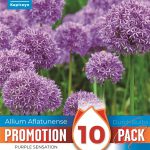 PROMO ALLIUM PURPLE SENSATION
