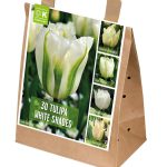 Tulip ‘White Shades’ Collection
