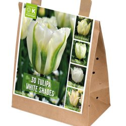 SHADES OF COLOUR TULIPA WHITE