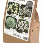 Wildlife Blooms – Creamy White Collection