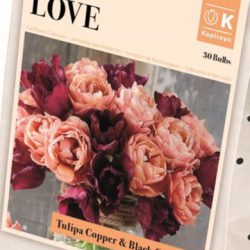 Tulip ‘Copper & Black’ Collection
