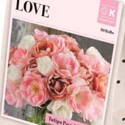 Tulip ‘Pastel Collection’