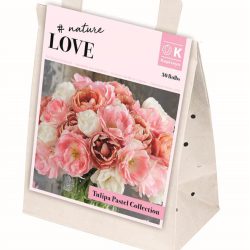 Tulip ‘Pastel Collection’